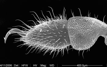 Media type: image;   Invertebrate Zoology 134690